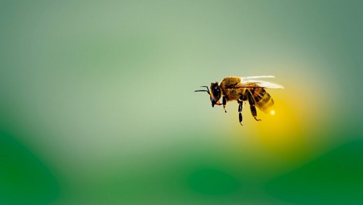 What Does It Mean When a Bee Lands On You?