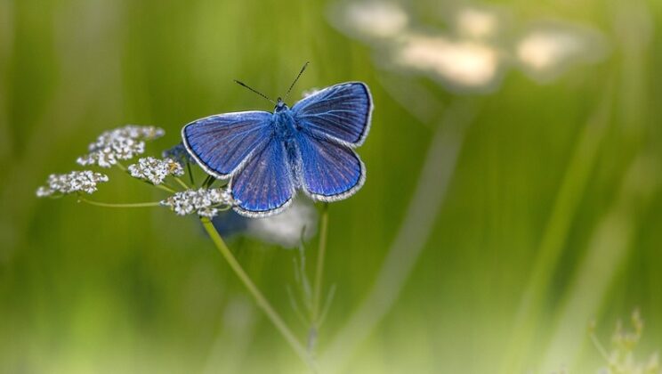 Biblical Meaning Of Butterflies In Dreams