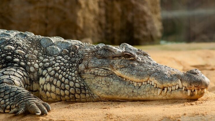 Biblical Meaning Of Crocodile In Dreams