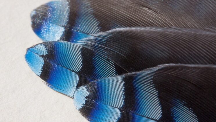 Blue Jay Feather – Spiritual Meaning