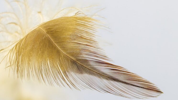 Brown and White Feather Spiritual Meaning