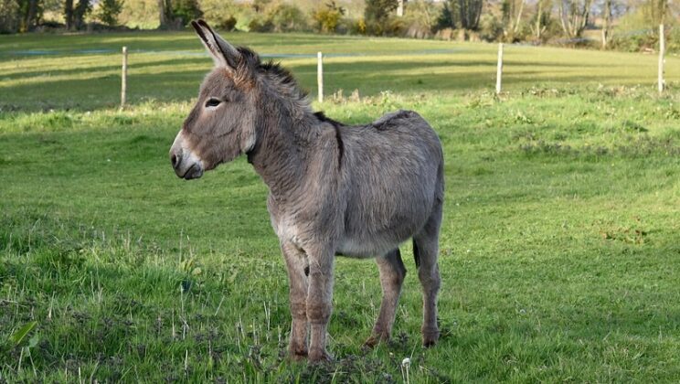 Spiritual Meaning Of Donkey In A Dream