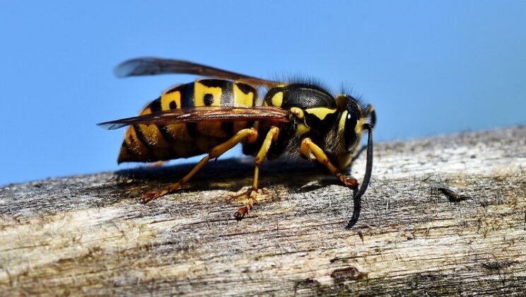 Spiritual Meaning Of Hornets