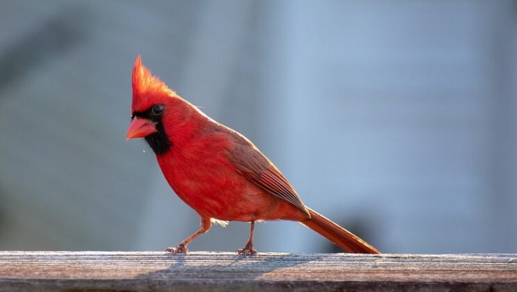 Spiritual Meaning Of Red Cardinal At Window