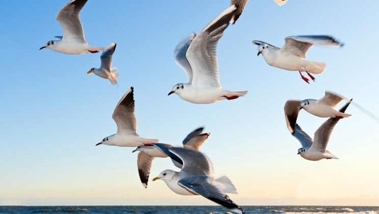 Spiritual Meaning of Birds Flying In Front of You