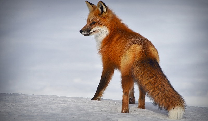 spiritual-meaning-of-fox-crossing-your-path