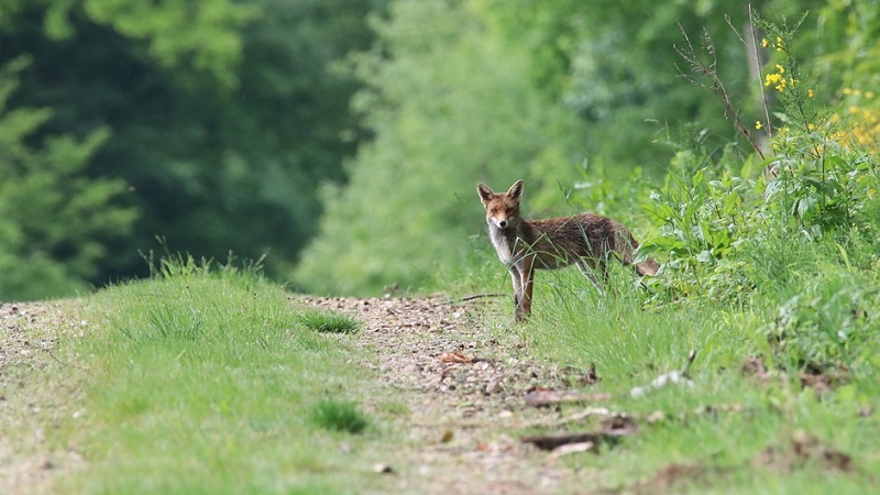 spiritual-meaning-of-fox-crossing-your-path