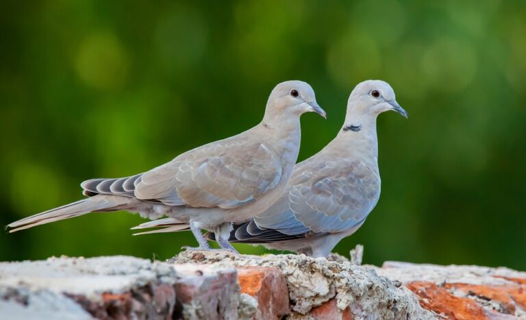 What Does it Mean When a Grey Dove Visits You?