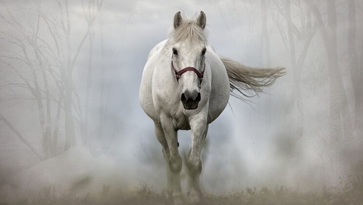White Horse – Biblical and Spiritual Meaning
