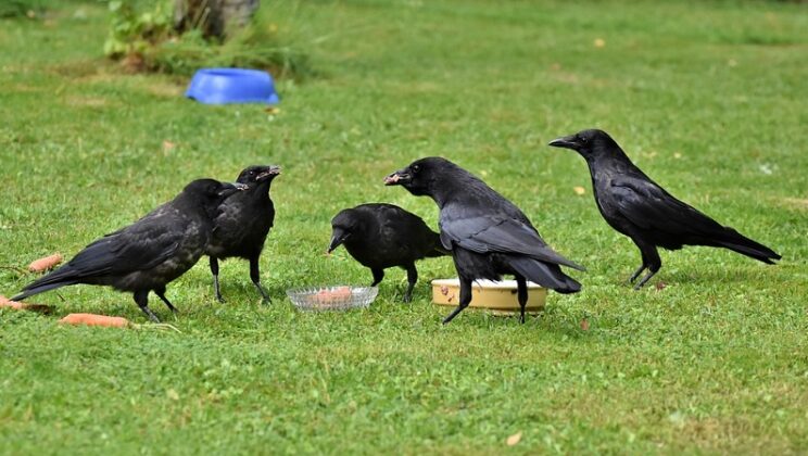 2, 3, 4, 5, 6, 7 Crows – Spiritual Meaning