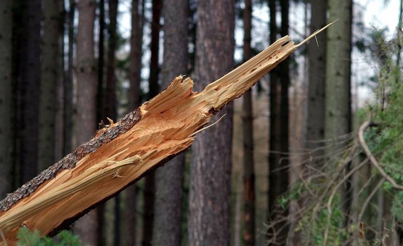 spiritual-meaning-of-a-fallen-tree-branch