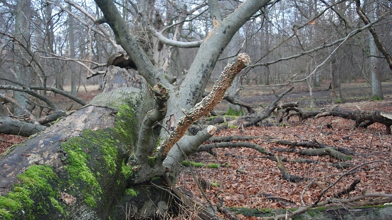 spiritual-meaning-of-a-fallen-tree-branch