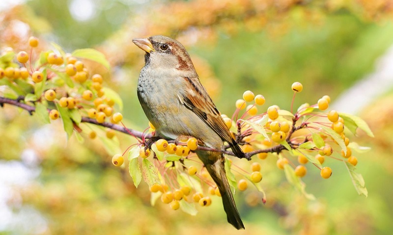 yellow-bird-spiritual-meaning