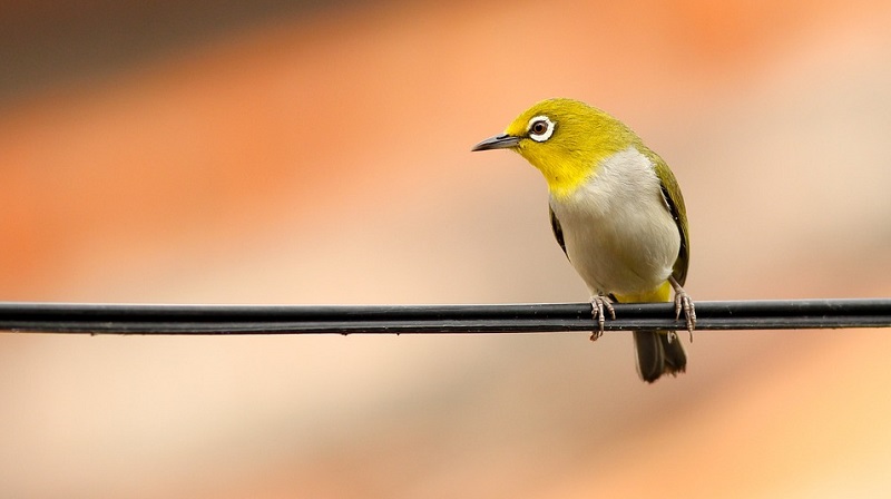 yellow-bird-spiritual-meaning