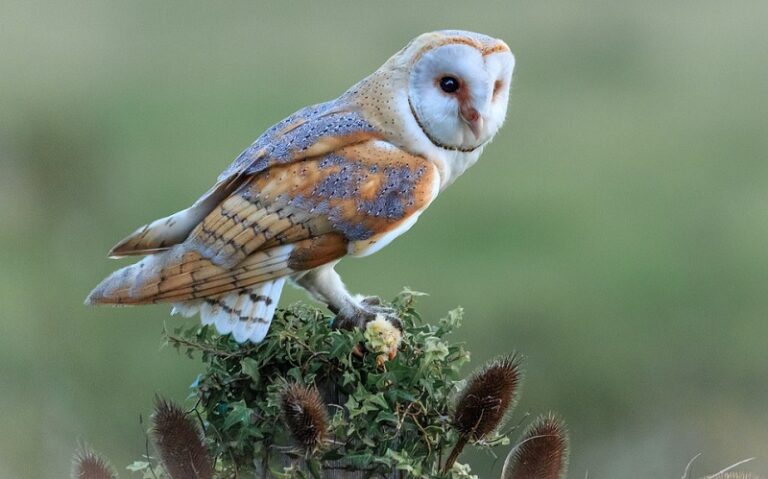 barn-owl-symbolism-and-meaning