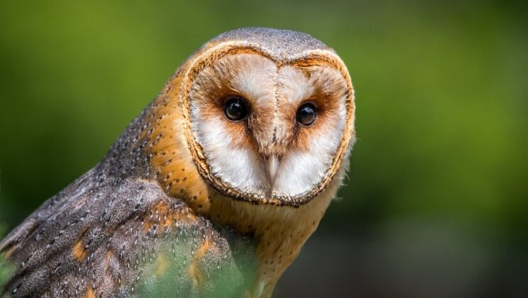 Barn Owl – Symbolism and Meaning