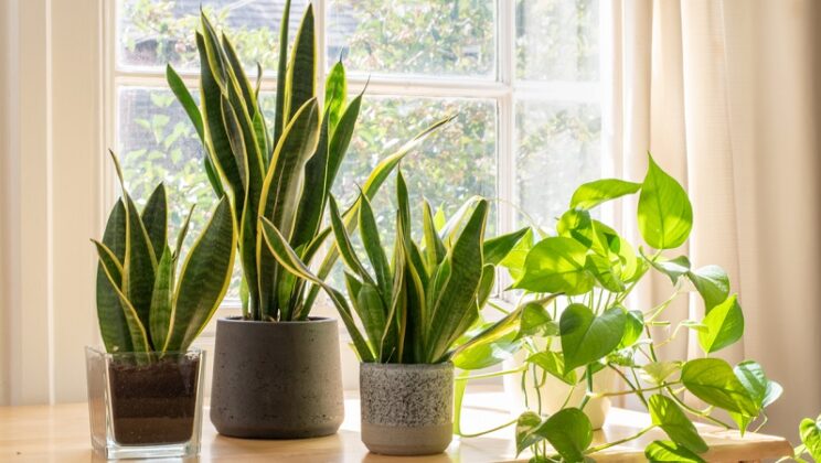 snake-plant-spiritual-meaning