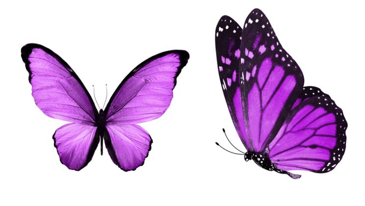 Purple Butterfly – Spiritual Meaning